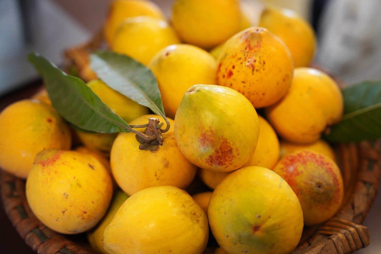 Lingnan Fruits & Dried Fruits
